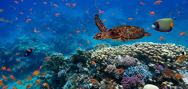 🇪🇬 Egipt od 537 zł — Hurghada, Szarm i Marsa Alam