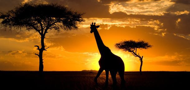 🇰🇪 Kenia od 2764 zł w obie strony! Safari na wyciągnięcie ręki