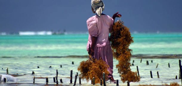 🇹🇿 Zanzibar od 2535 zł, aż 5 miast wylotu
